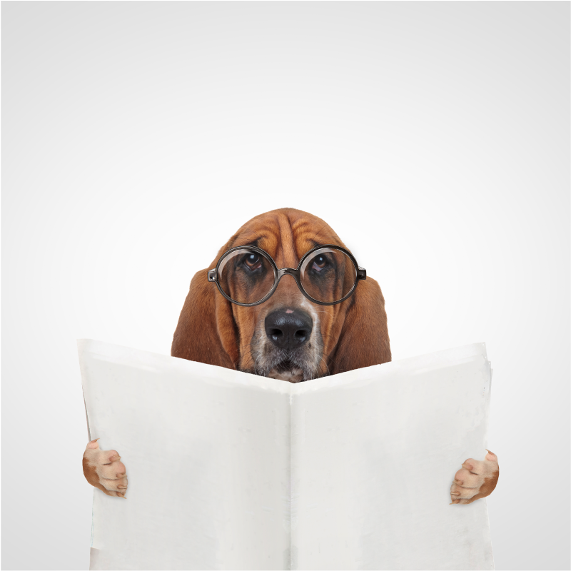 Dog-happy-reading-policy